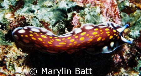 Unusual maroon and yellow spotted nudi, could not find it... by Marylin Batt 